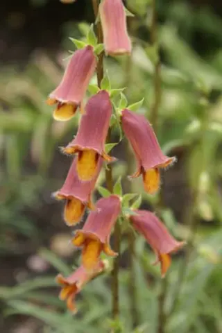 Digitalis obscura