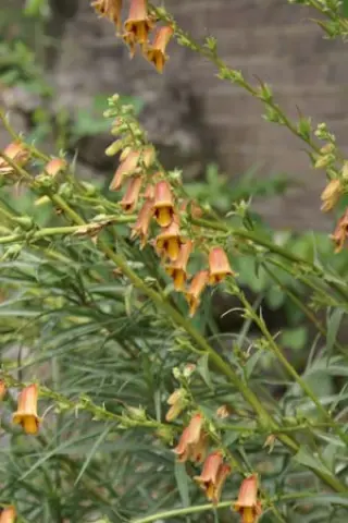 Digitalis obscura