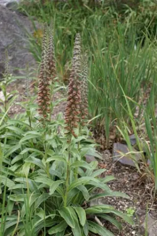 Digitalis parviflora