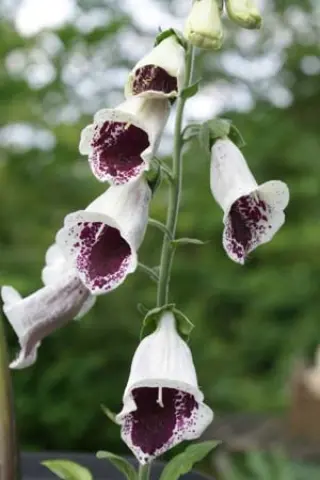 Digitalis purpurea 'Elsie Kelsie'