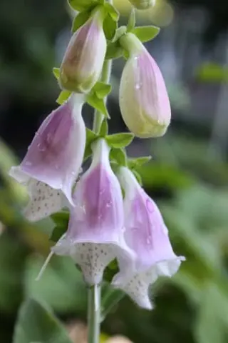 Digitalis purpurea 'Lucas White'