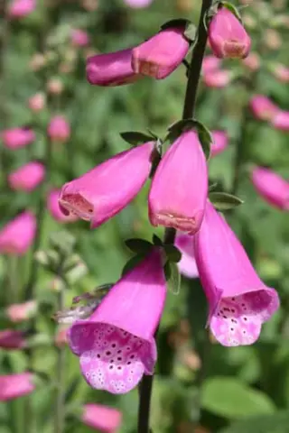 Digitalis purpurea 'Lucas'