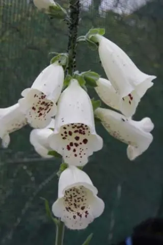 Digitalis purpurea 'Primrose Caroussel'