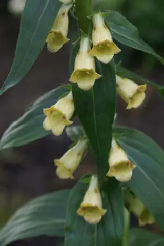 Digitalis 'Red Skin'