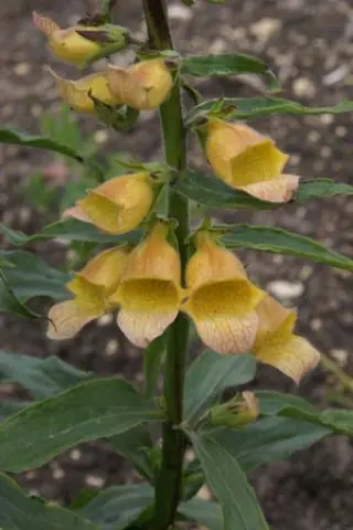Digitalis 'Spice Island'