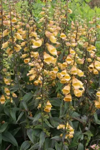 Digitalis 'Spice Island'