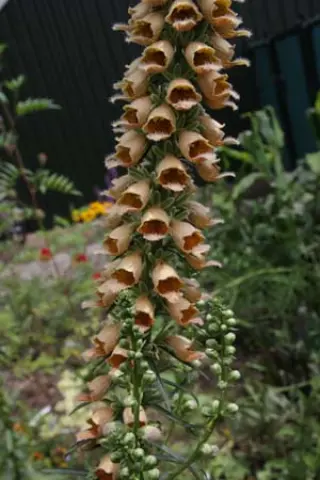 Digitalis stewartii