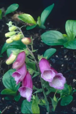 Digitalis thapsi