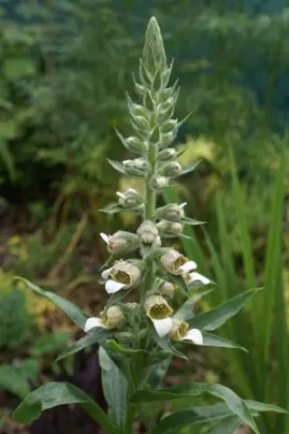 Digitalis trojana