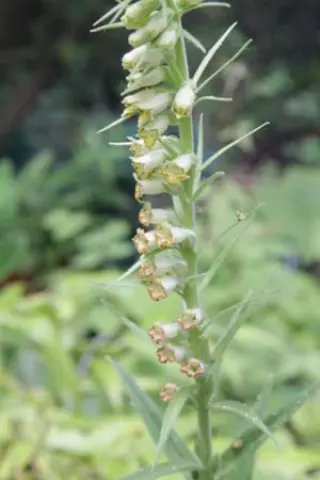 Digitalis viridiflora (coll. Servië)