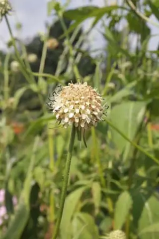 Dipsacus chinensis COCH132908