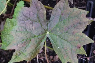 Diphylleia cymosa (Red marked Form)