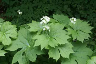 Diphylleia cymosa