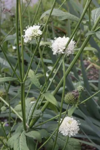 Dipsacus inermis
