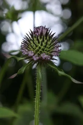 Dipsacus japonicus Hwj 695