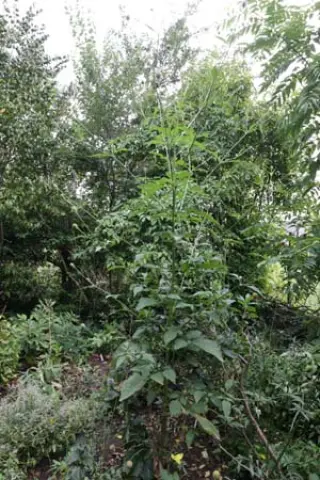 Dipsacus japonicus Hwj 695