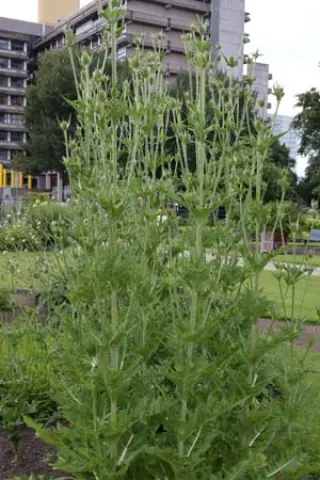 Dipsacus laciniatus
