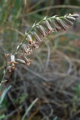 Dipcadi serotinum