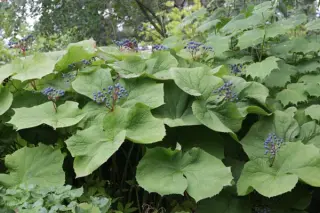 Diphylleia sinensis