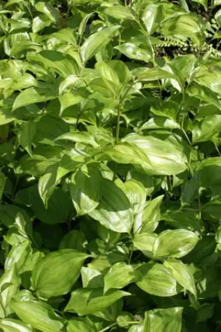 Disporum cantoniense 'Aureovarieg.'