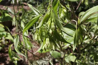 Disporum cantoniense Djhc 98485