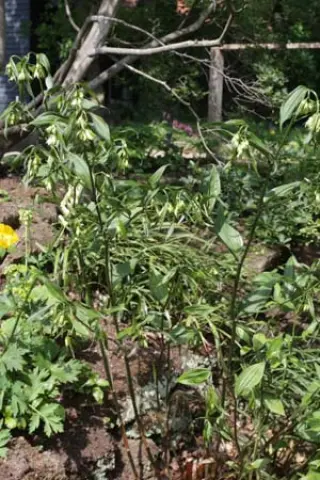 Disporum cantoniense Djhc 98485