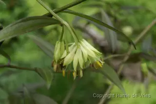 Disporum cantoniense 'Night Heron'