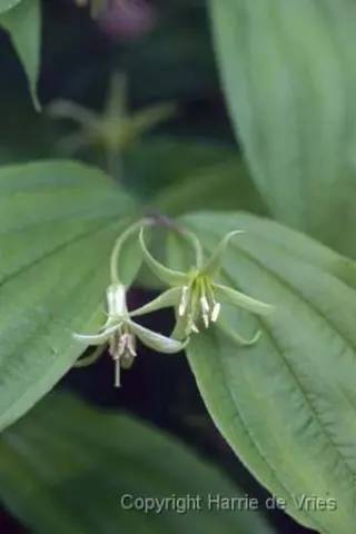 Disporum lanuginosum