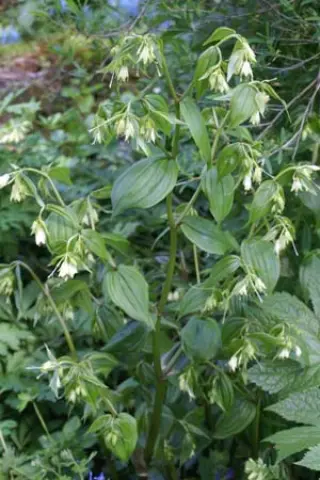 Disporum leucanthum