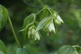 Disporum leucanthum