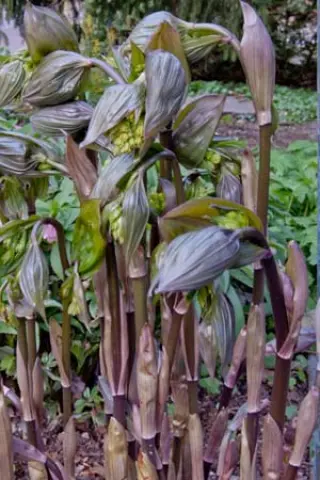 Disporum megalanthum Cd&R 2412B