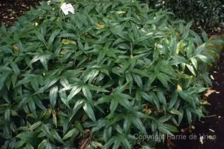Disporopsis pernyi