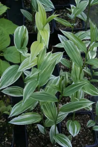 Disporum sessile 'Robust. Variegatum'