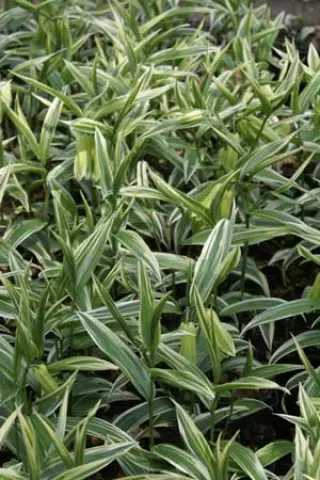 Disporum sessile 'Robust. Variegatum'