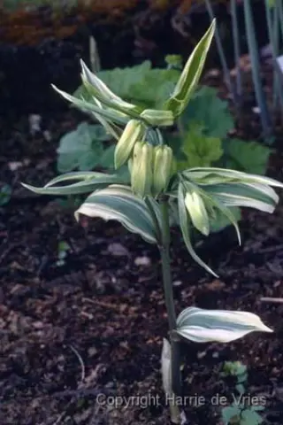Disporum sessile 'Variegatum'
