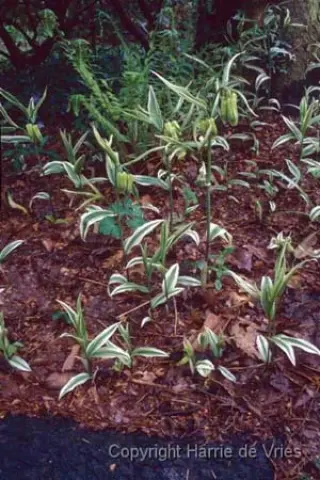 Disporum sessile 'Variegatum'