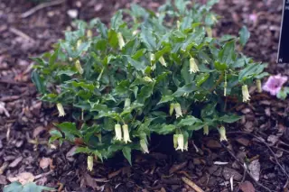 Disporum smithii