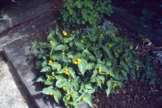 Disporum smithii