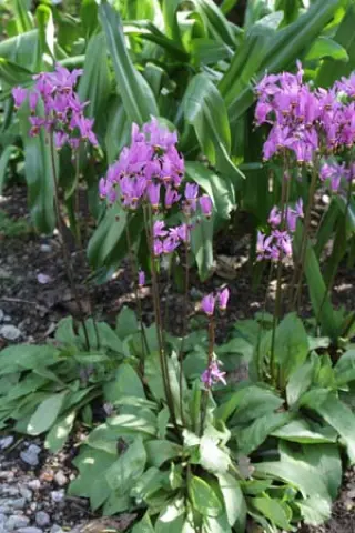 Dodecatheon 'Aphrodite'