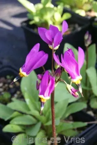 Dodecatheon pulchellum 'Red Wings'