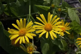 Doronicum carpetanum
