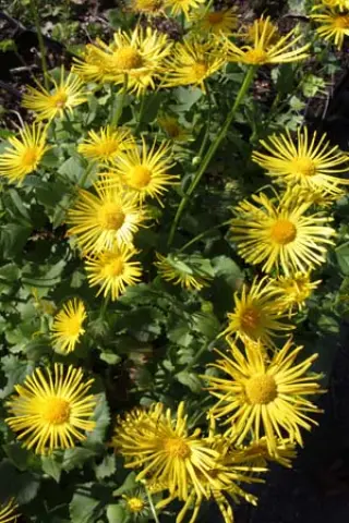 Doronicum orientale 'Finesse'