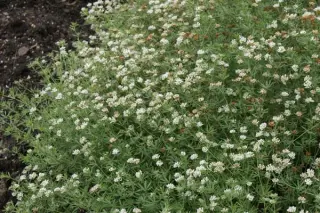 Dorycnium pentaphyllum ssp. germanicum