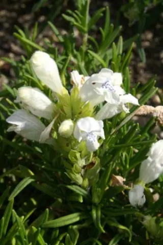Dracocephalum argunense 'Alba'