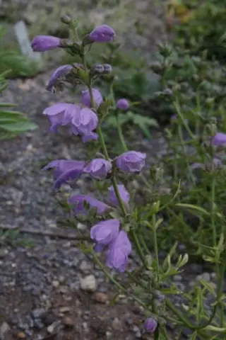 Dracocephalum bipinnatum