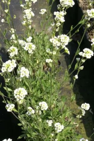 Draba dedeana