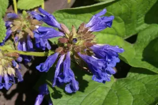 Dracocephalum aff. grandiflorum