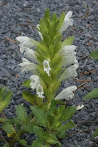 Dracocephalum heterophyllum