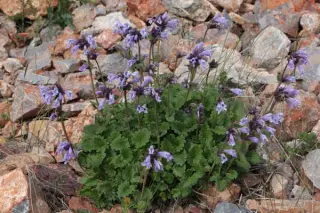 Dracocephalum imberbe