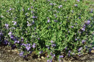 Dracocephalum oblongifolium